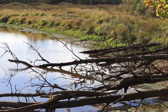 old fallen trees in a lake on a sunny autumn day