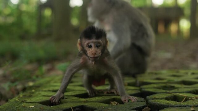 Playful macaque monkey raising arms in forest