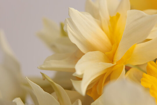 Smoke close-up selective soft focus cream beige white, yellow orange Narcissus Flower bud, Petals. Natural art light macro bbackground.