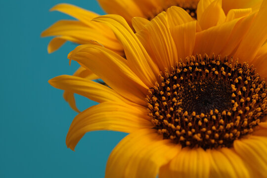 Close-up macro Orange, Yellow small decorative Sunflower flower bud Petals, pestle, stamen.. Natural light blue background.