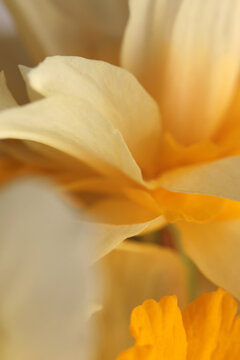 Smoke close-up selective soft focus cream beige white, yellow orange Narcissus Flower bud, Petals. Natural art light macro bbackground.