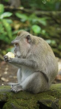 Macaque monkey eating fruit in a natural habitat