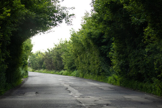 A country roadway emerges from the tree tunnel toward brighter fields. Verdant branches form curved edges around patched asphalt inviting slow travel and reflective movement through nature.