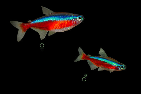 Female (left) and male (right) of Cardinal tetra (Paracheirodon axelrodi)