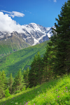 Landscape of high rocky mountains of beautiful view of a green pine forest and wildflower meadow countryside nature background.