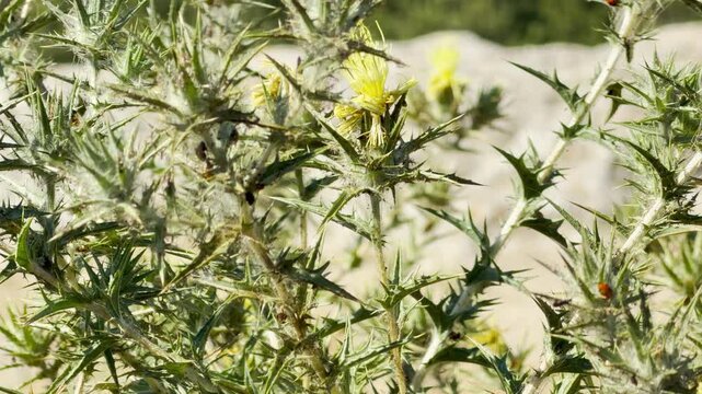 A ladybug crawls on a sharp yellow star-thistle in Crimea. The plant blooms brightly under the sun. This tiny encounter creates a feeling of peaceful wonder in the wild landscape.