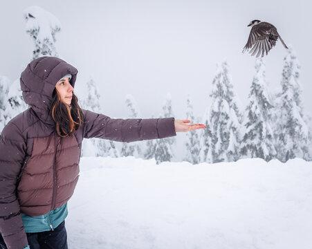 Canadian Jay in flight next to person