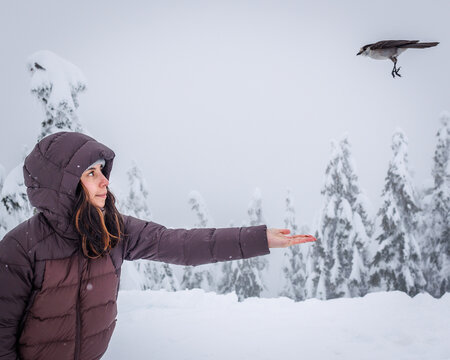 Whiskey jack coming to see hiker in snow