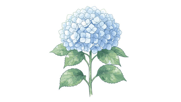 Hand-drawn blue hydrangea flower head with green leaves and stem on a white background