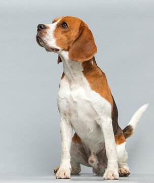 Side profile of a sitting Beagle dog looking up.