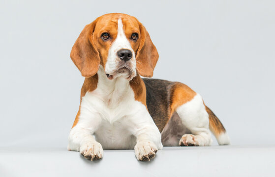 Cute Beagle dog lying down on a light grey background.