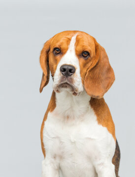 Close-up portrait of a Beagle dog looking at camera.
