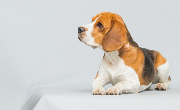 Side profile of a Beagle dog lying down and looking up.