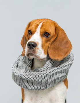 Portrait of a cute Beagle dog wearing a cozy knitted scarf.