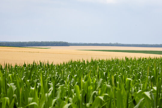 Green corn leaves rise in crisp rows before a wide quilt of yellow fields. Perspective lines lead to a bright horizon suggesting growth abundance and the promise of harvest.