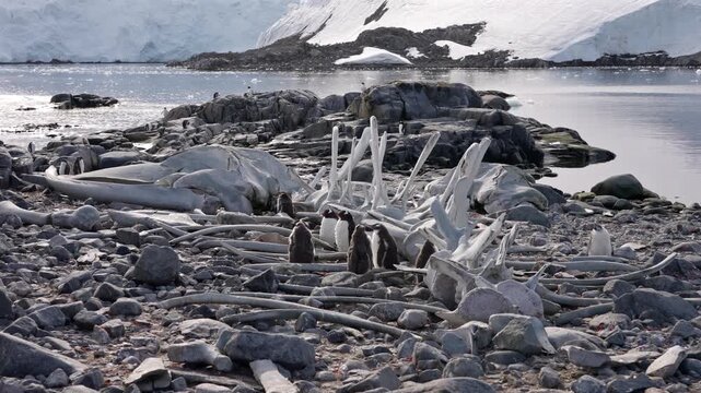 Penguin colony among whale bones on rocky shore