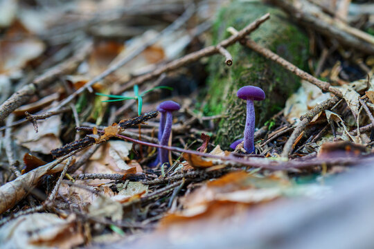 Pair of rare amethyst deceiver purple mushrooms Laccaria amethystina in forest litter