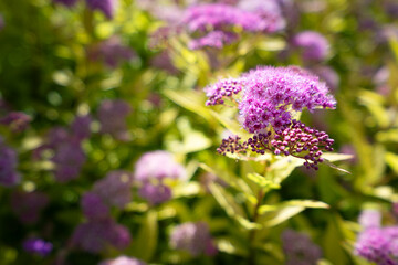 Fototapeta premium Purple spirea flower clusters among green leaves in natural sunlight. Shallow depth of field, fresh summer garden scene for nature and botanical content.