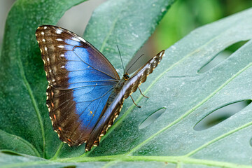 Vibrant blue morpho butterfly resting on green monstera leaf in rainforest © Minakryn Ruslan 