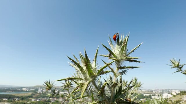 A ladybug sits atop a spiky yellow star-thistle in Crimea. This tiny creature navigates the sharp plant against a clear blue sky, evoking a sense of peaceful wonder in the vast wild landscape.