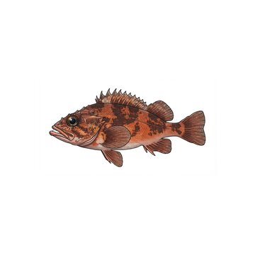 Rockfish Illustration