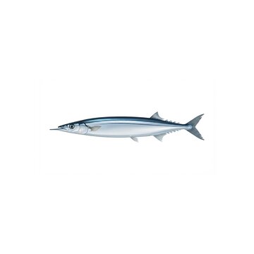 Pacific Saury Illustration