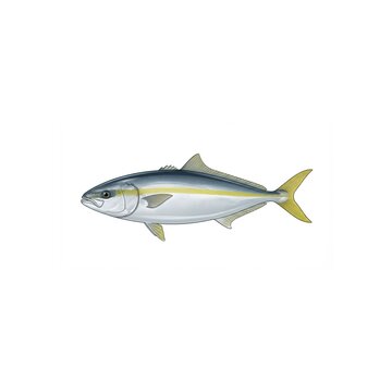 Yellowtail Illustration
