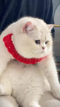 A beautiful white British Shorthair kitten with blue eyes and a red knitted collar looks at the camera