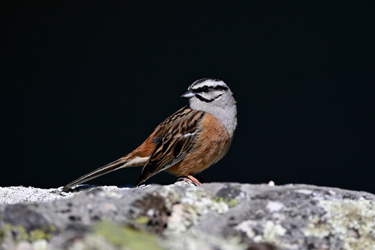Rock bunting // Zippammer (Emberiza cia) - Monfrag&uuml;e National Park , Extremadura, Spain