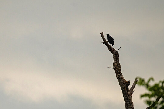 vulture sits on a tree in Panama
