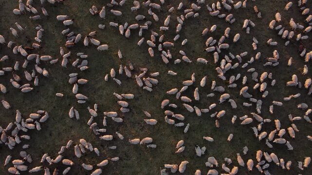 Top-down aerial drone shot looking directly down at a flock of sheep gathered inside a farm pen, agricultural livestock corral