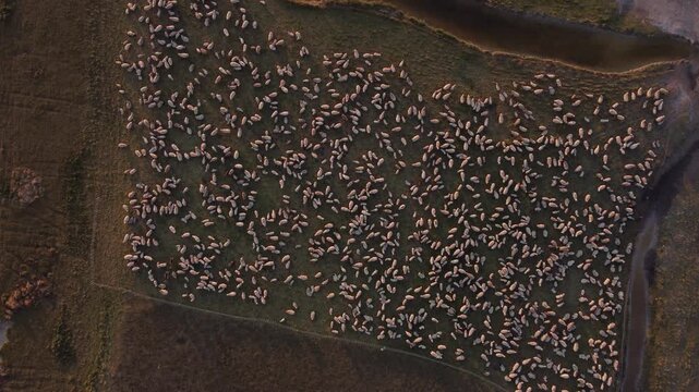 Top-down aerial drone shot looking directly down at a flock of sheep gathered inside a farm pen, agricultural livestock corral