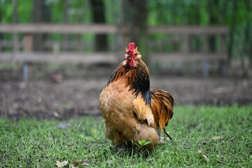 Golden rooster looking at camera while standing on green grass in rural farm © NATALIIA GUTOVSKA