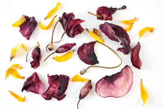 Dried burgundy petals and yellow blossoms on white background