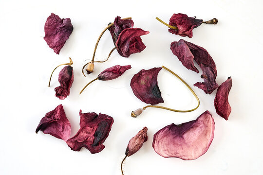 Dried purple petals and seed pods on white background