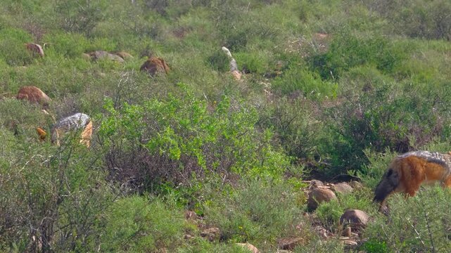 Two black backed jackals foraging together in rocky scrub
