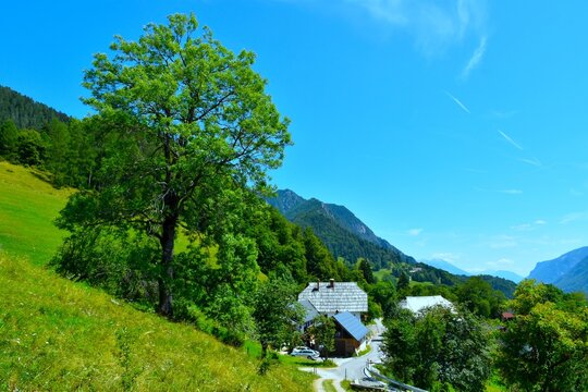 Farm at Srednji vrh with a european ash tree at a meadow above in Karavanke mountains, Gorenjska, Slovenia