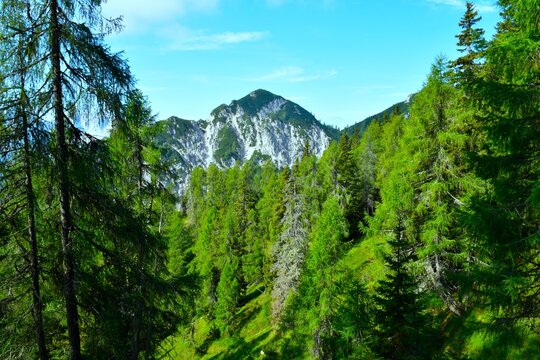 View of Lepi Vrh mountain with a conifer larch forest peak on the hike to Trupijevo Poldne in Karavanke alps, Gorenjska, Slovenia