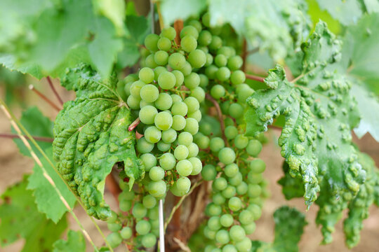Clusters of green wine grapes growing on the vine in a Burgundy vineyard, France, highlighting viticulture, agriculture, and the region's renowned wine heritage.