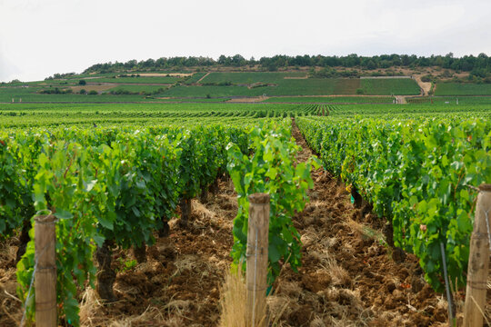 Vineyard rows stretching across the landscape in Puligny-Montrachet, Burgundy, France, showcasing one of the world's most renowned wine-growing regions.