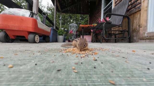 Close-up video of an Eastern chipmunk feeding on birdseed before sprinting away, scattering seeds into the air in a dramatic natural escape.