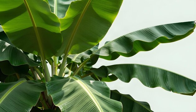 Lush green banana leaves create a vibrant tropical canopy against a bright background