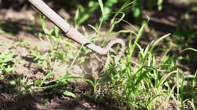 a metal hoe digging into dark, cloddy soil to cultivate the earth and remove small green weeds in a garden bed.