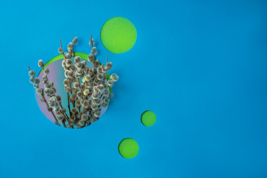 Cutout holes reveal colorful shapes that add modern visual contrast. Creative botanical still life with willow branches and paper cut circles.