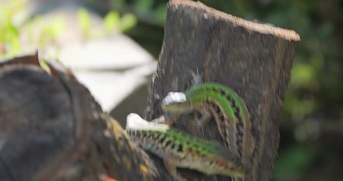 Italian wall lizard (Podarcis siculus campestris) male and female couple sharing the same wooden log