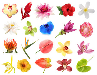 Fototapeta premium Bright tropical flowers isolated on white, set