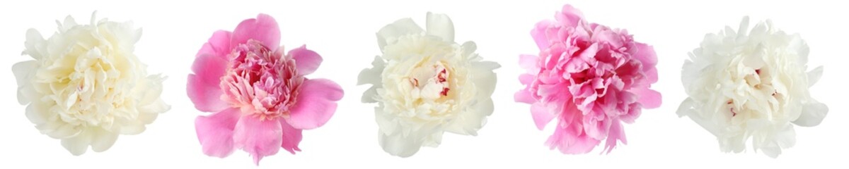 Fototapeta premium Beautiful white and pink peonies isolated on white. Set of flowers
