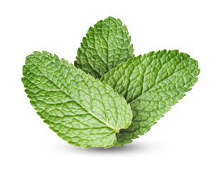 Mint leaves on white background. Aromatic herb © New Africa