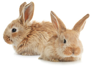 Fototapeta premium Two adorable fluffy bunnies on white background