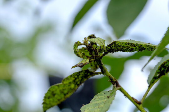 Green leaves bear pests, visibly damaged